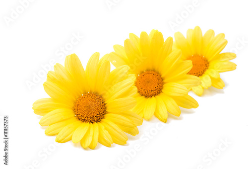 camomile flowers isolated