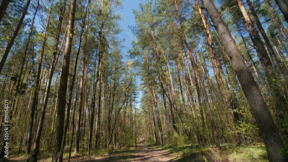 A view to forest from the ground A view to forest from the ground