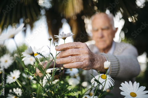 Senior man's hand picking flower in the garden