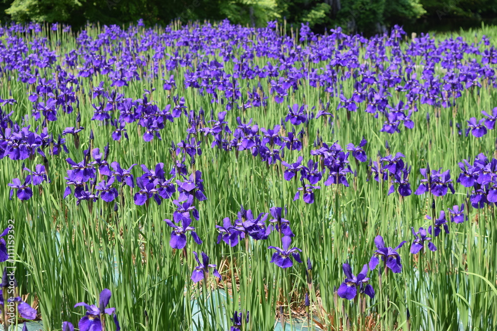 Naklejka premium アヤメ/5月中旬、山形県のアヤメ園で、綺麗なアヤメの花を撮影した、春イメージの写真です。