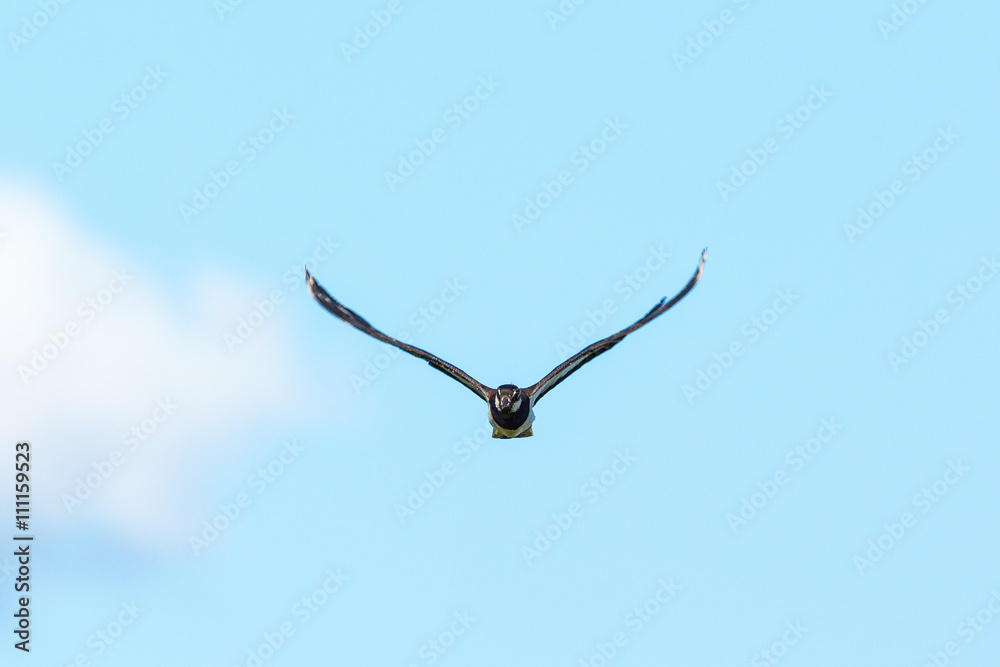 Northern Lapwing who comes flying in the sky Northern Lapwing who comes flying in the sky