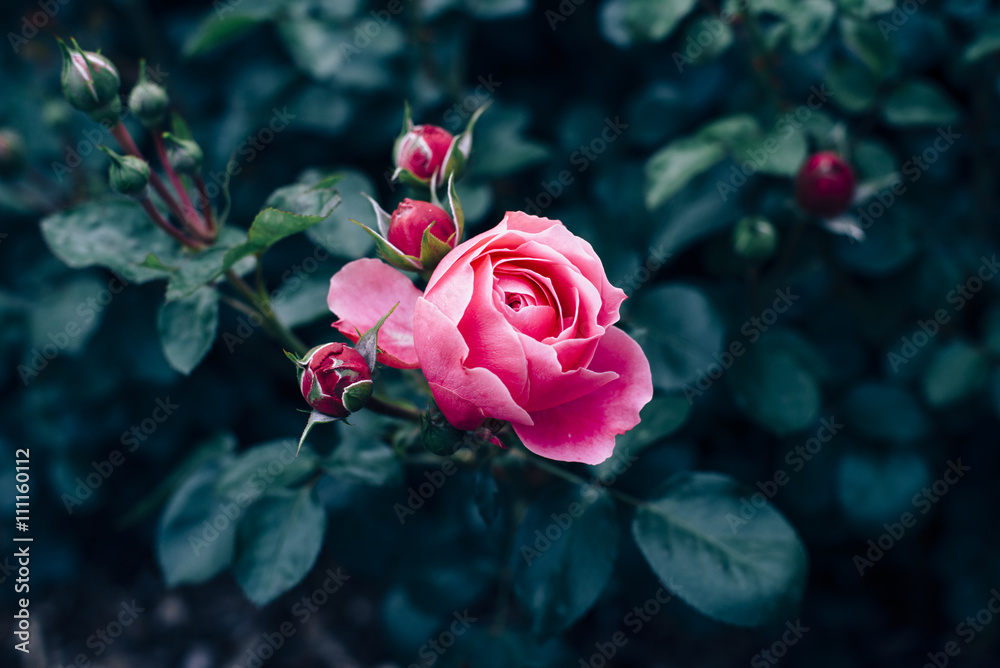 Naklejka premium Pink rose with dark green leaves growing in rose garden