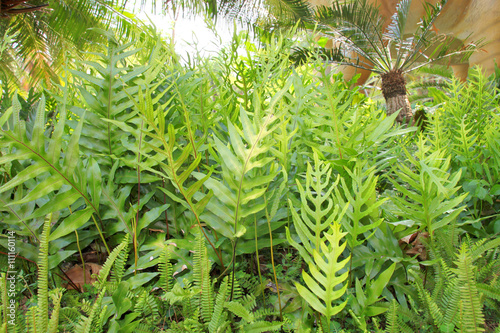 fern garden