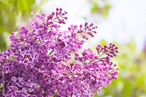 Fototapeta Naklejka Na Ścianę i Meble -  Bunch of lilac flower. Violet blooming flowers background. soft focus