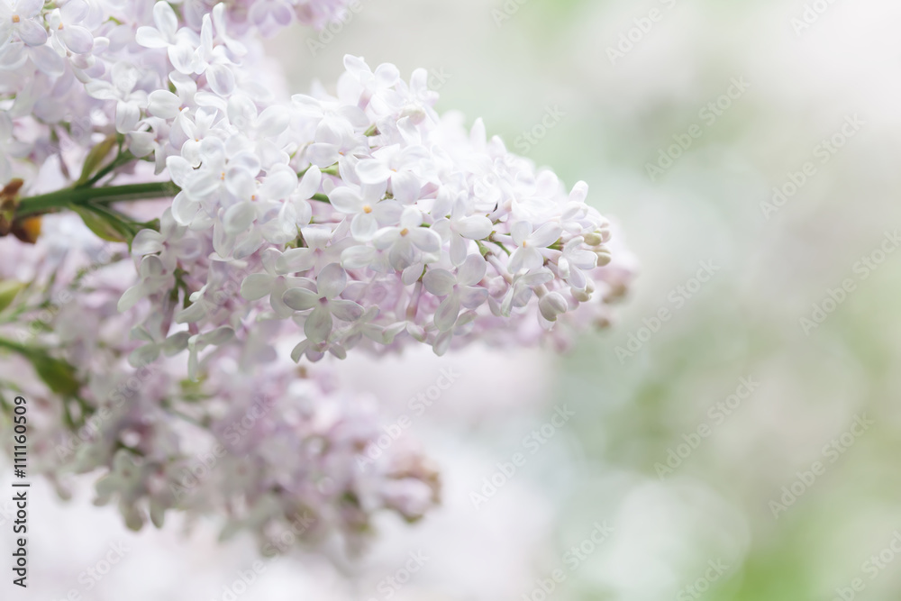 Spring garden scene with blooming white lilac bush. Flower petals macro view. soft focus. shallow depth of field