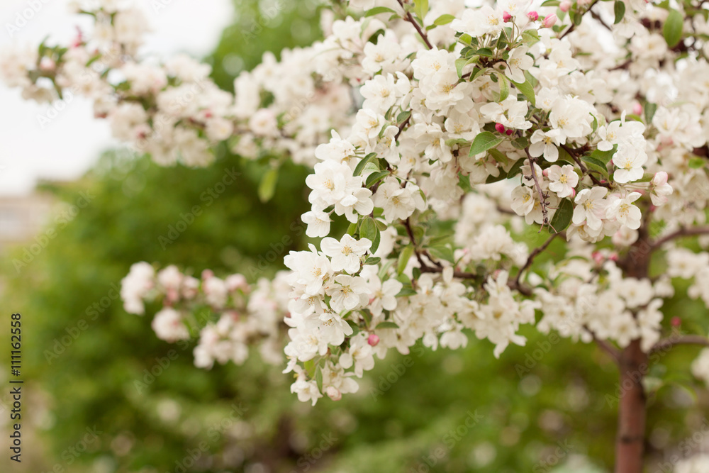 Apple blooming branch