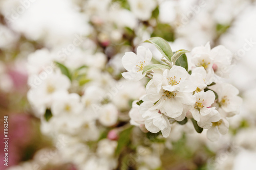 Apple blooming branch