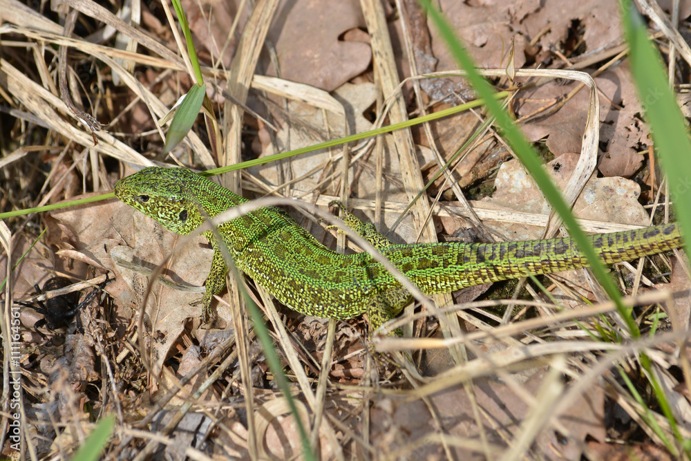 Sand lizard, Lacerta agilis. Sand lizard, Lacerta agilis.