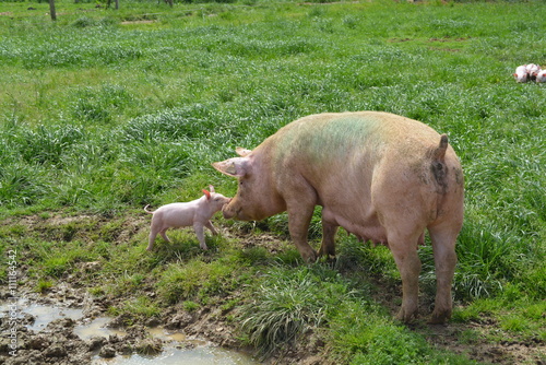 ferme porcine
