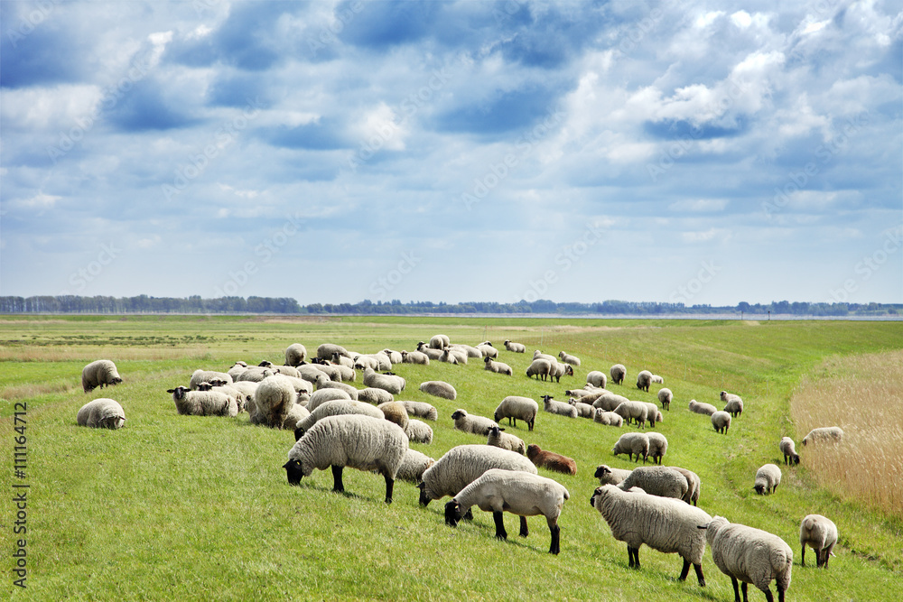 Obraz premium Schafe