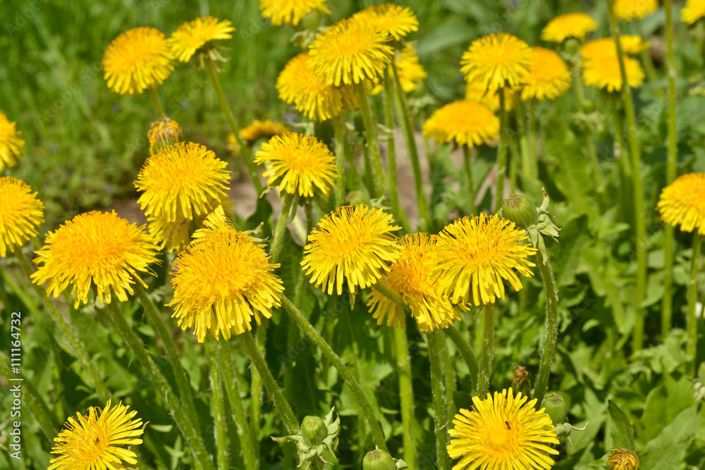Blooming yellow dandelions in the spring meadow. Blooming yellow dandelions in the spring meadow.