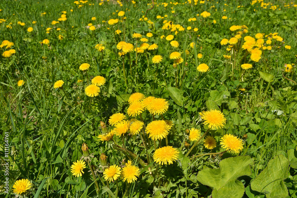 Blooming yellow dandelions in the spring meadow. Blooming yellow dandelions in the spring meadow.