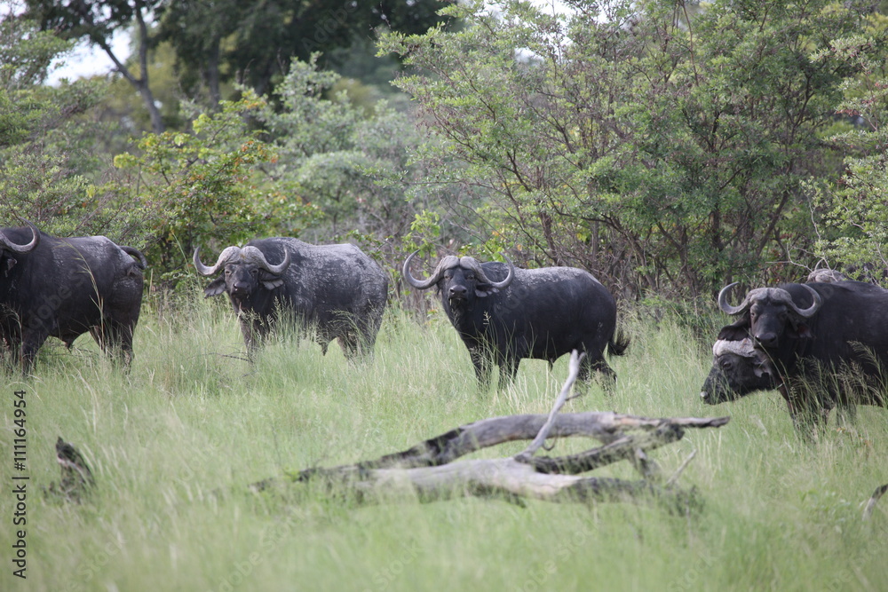Wild Africa Botswana savannah African Buffalo animal mammal Wild Africa Botswana savannah African Buffalo animal mammal