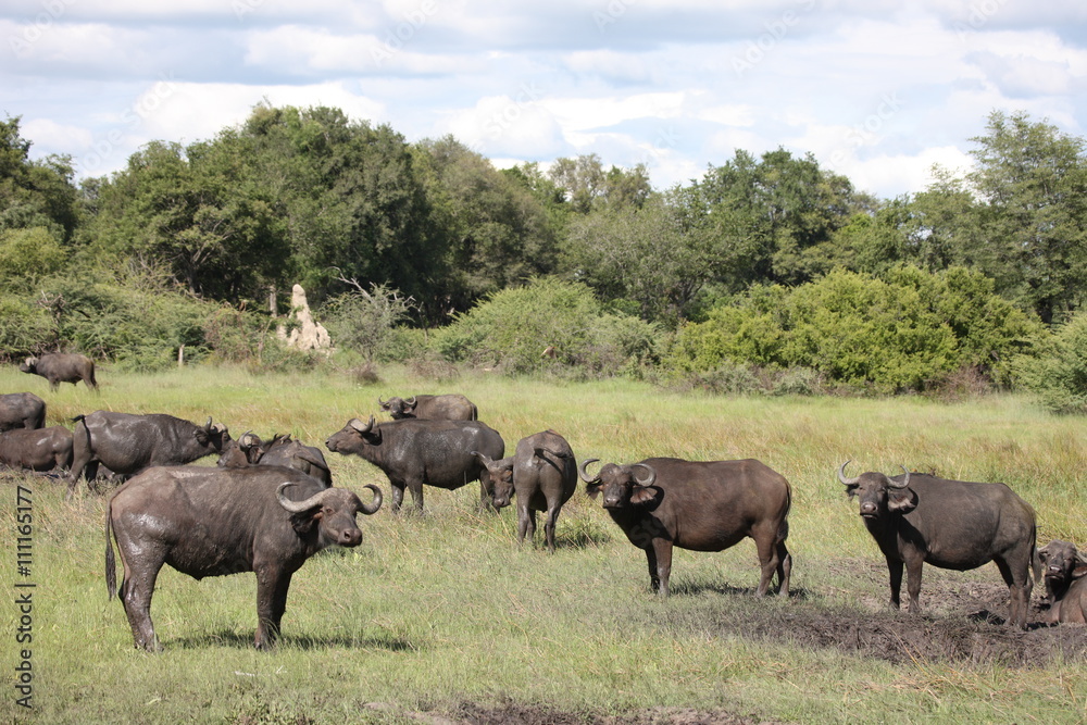 Wild Africa Botswana savannah African Buffalo animal mammal Wild Africa Botswana savannah African Buffalo animal mammal