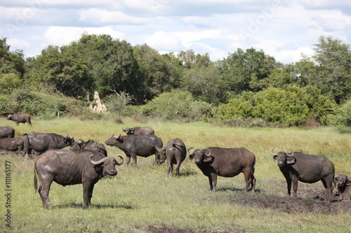 Wild Africa Botswana savannah African Buffalo animal mammal