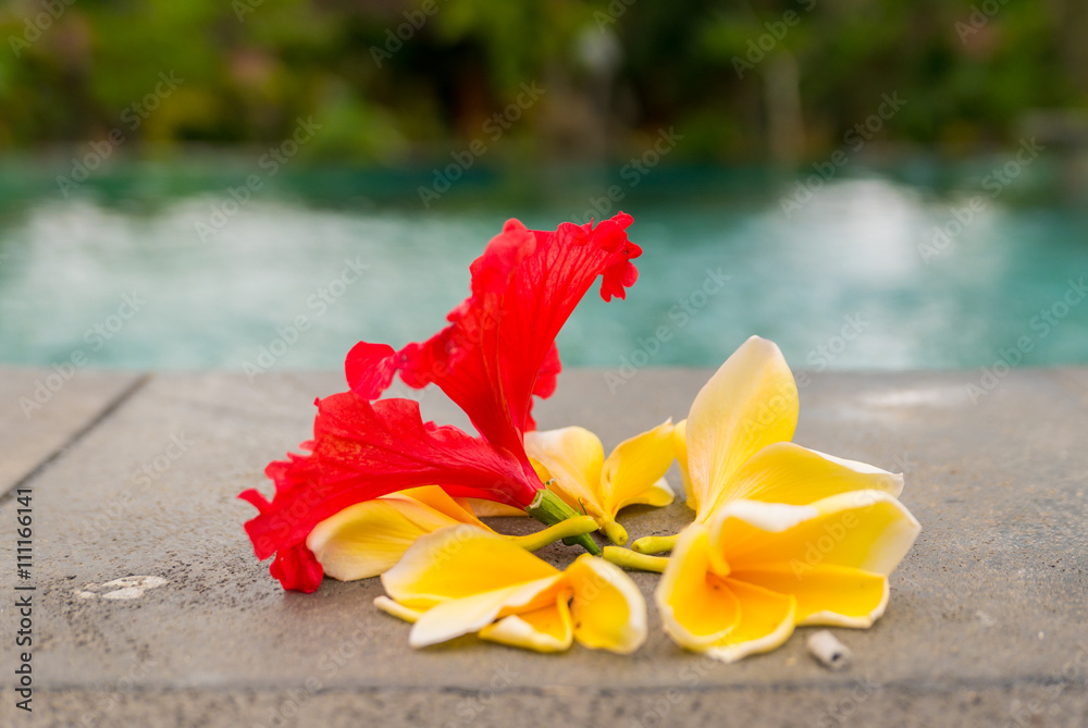 Religious offerings in Bali, colored flowers next to the swimmin