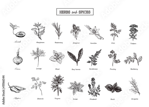 Set of Herbs and spices in sketch style. Vector illustration for