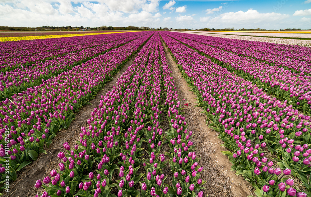 Vibrant fields of colorful tulips carpet the valleys of Holland during the annual springtime festival. This is a popular time for tourists to visit the area