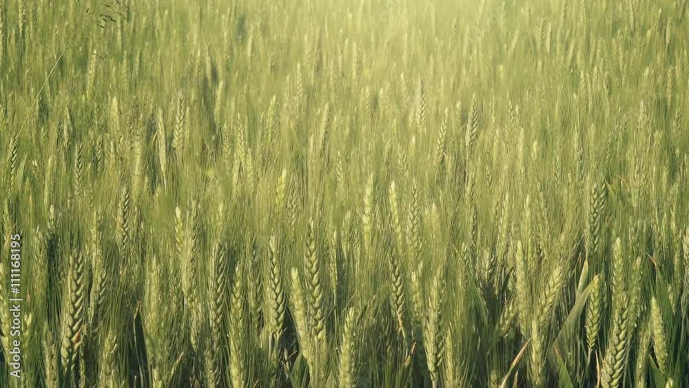 Young green wheat cultivated field in sunset, backlit sunlight Young green wheat cultivated field in sunset, backlit sunlight