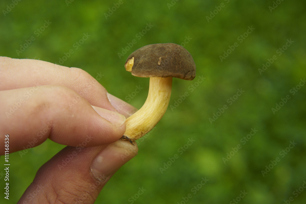 Man hand with edible forest mushroom.