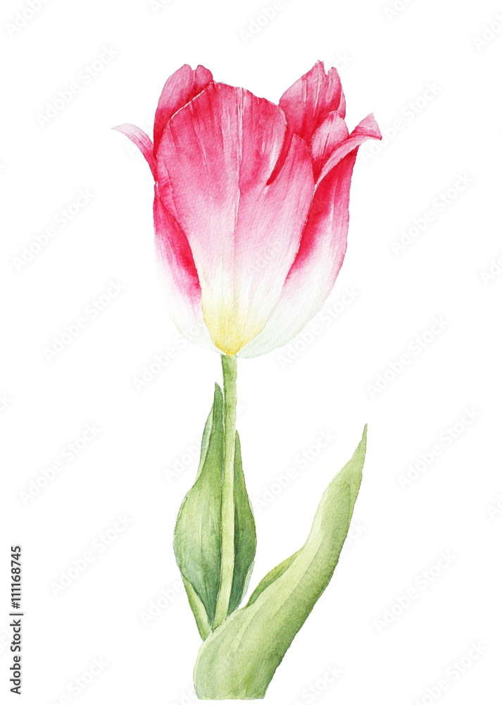 Rosa Tulpe Rosa Tulpe