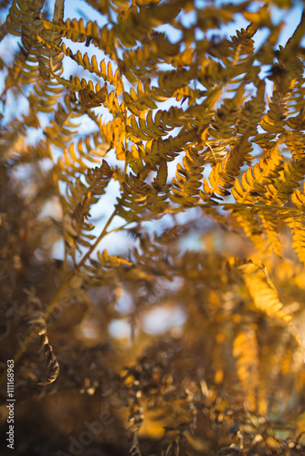 Nature background with fern leaves at sunset © skrotov