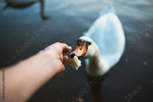 Fototapeta Naklejka Na Ścianę i Meble -  POV of feeding swan on the lake pond reaver. Toned image. Point of view shot. 