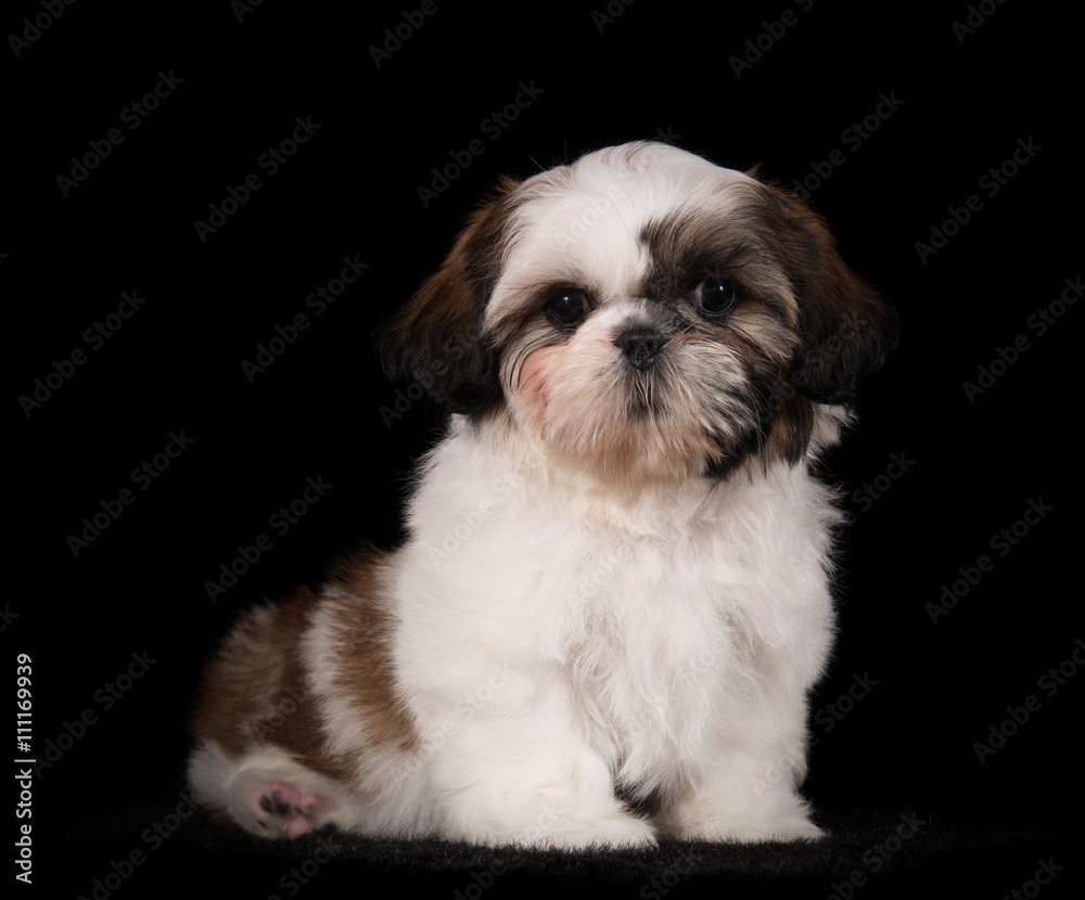 Shih-Tzu en studio Shih-Tzu en studio