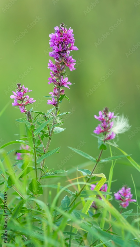Gewöhnlicher Blutweiderich / Lythrum salicaria Gewöhnlicher Blutweiderich / Lythrum salicaria