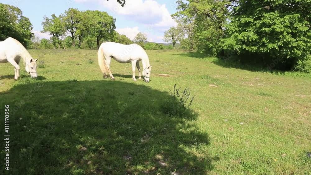 LIPIZZAN HORSES GRAZING IN A MEADOW LIPIZZAN HORSES GRAZING IN A MEADOW