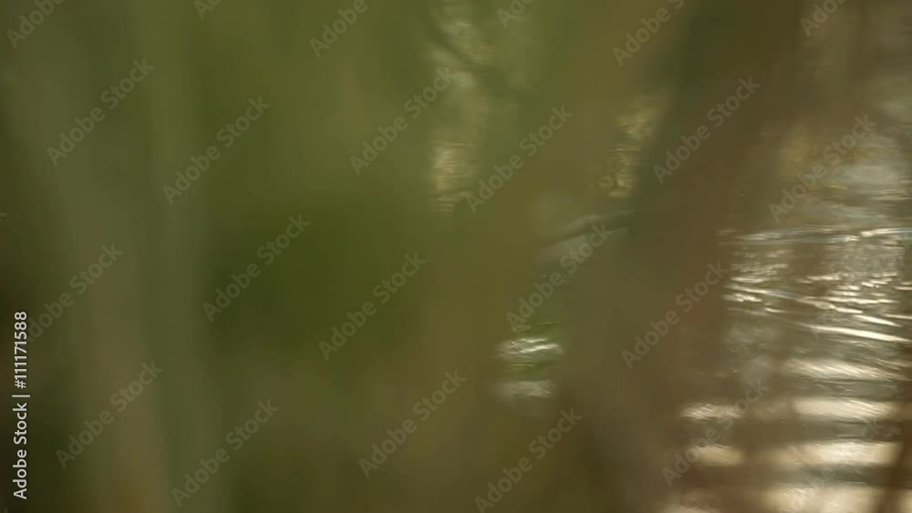 A hunter is watching a duck on the pond through the bushes A hunter is watching a duck on the pond through the bushes