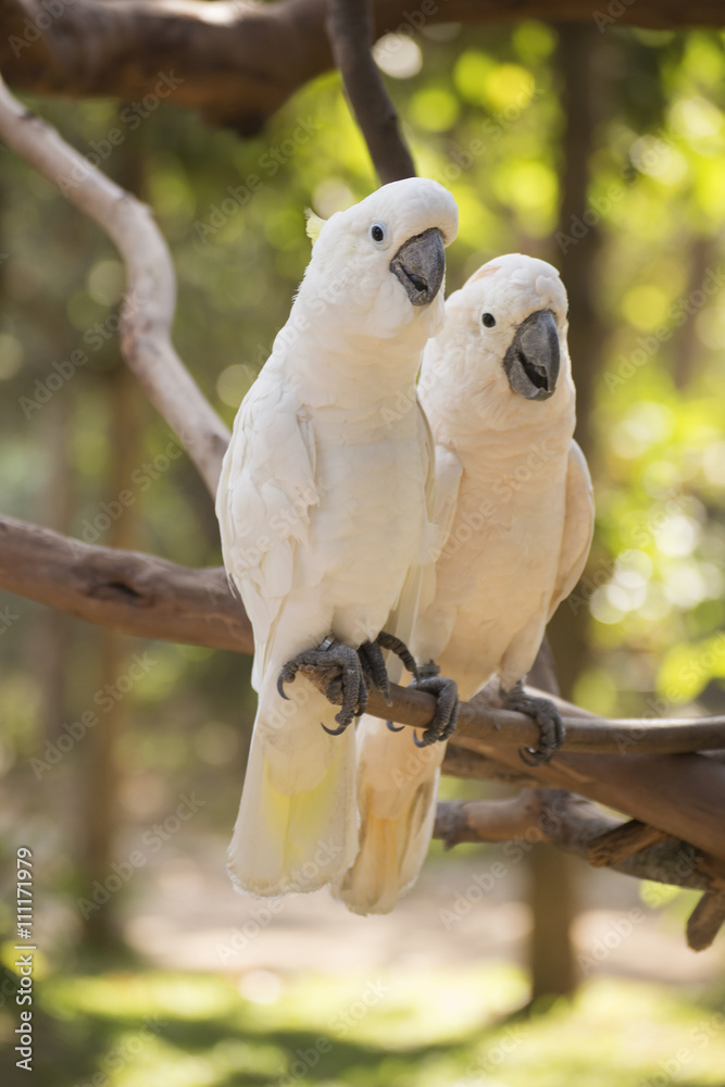 White Cockatoo White Cockatoo
