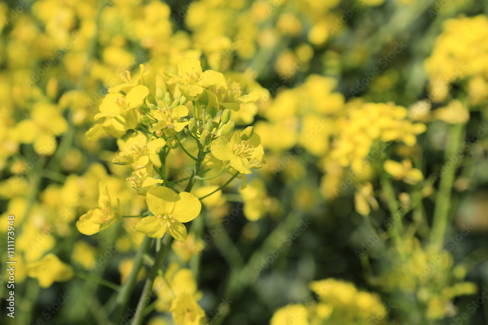 Umweltschutz und alternative Energiegewinnung: Feld mit Raps zur Biogas Diesel Gewinnung Umweltschutz und alternative Energiegewinnung: Feld mit Raps zur Biogas Diesel Gewinnung