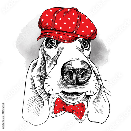 The image of the portrait dog Basset Hound in the cap and with bow. Vector illustration.