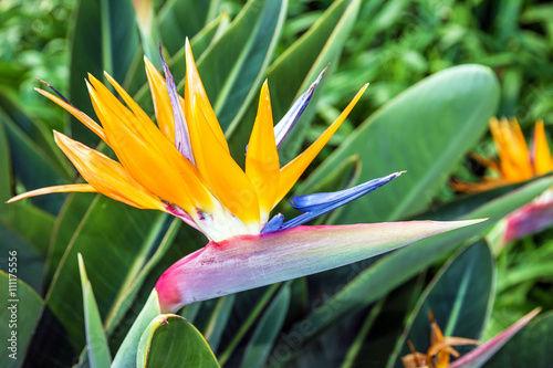 African flower strelitzia, bird of paradise, Madeira island, Funchal, Portugal