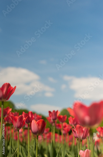 Group of red tulips in the park agains clouds. Spring blurred background postcard. copyspace
