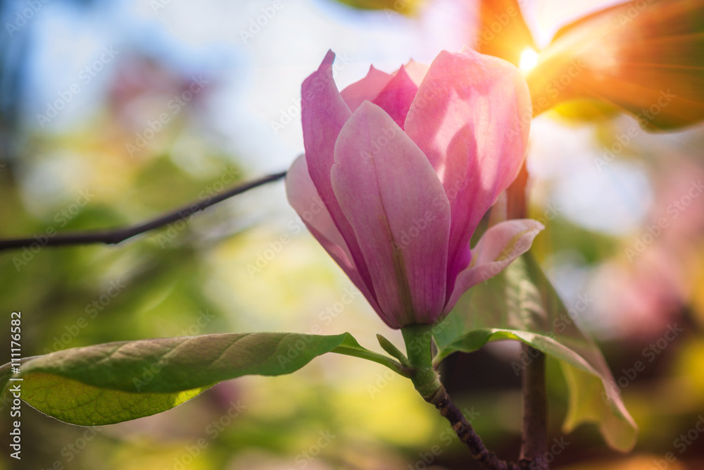 Beautiful pink Magnolia flower blooming in springtime in sunlight.