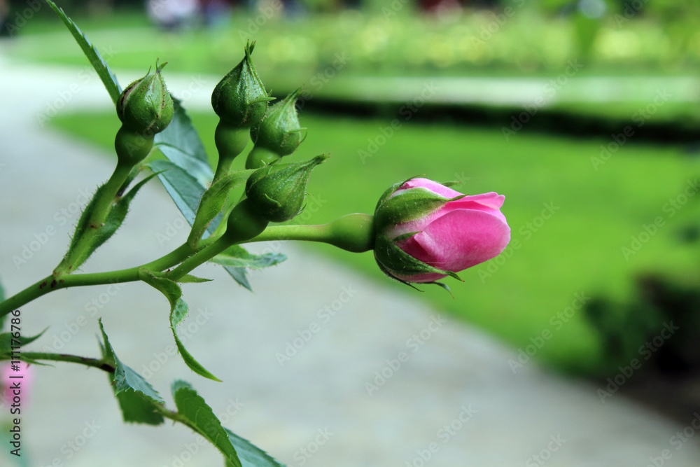 Fototapeta premium roka