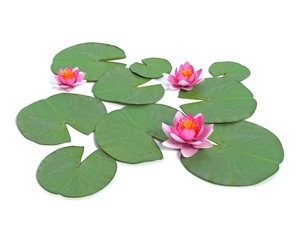 Acrylglasbilder Wasserlilien Künstlerische Seerose in 3D-Optik  © abramsdesign