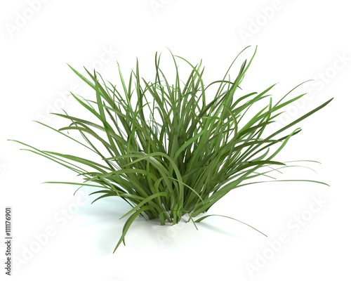 3d illustration of grass