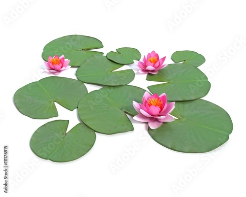 Canvastavla 3d illustration of a water lily