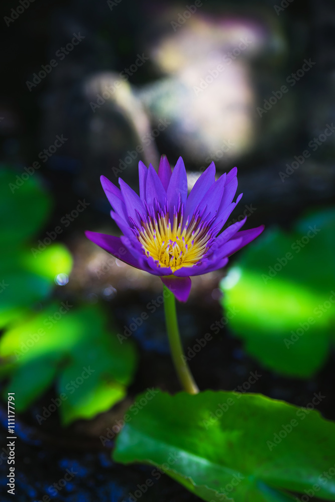 Single purple water lily flower in a small pond. Single purple water lily flower in a small pond.