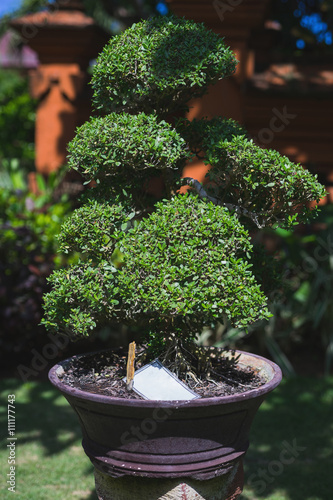 Traditional Japanese Bonsai tree in a pot.