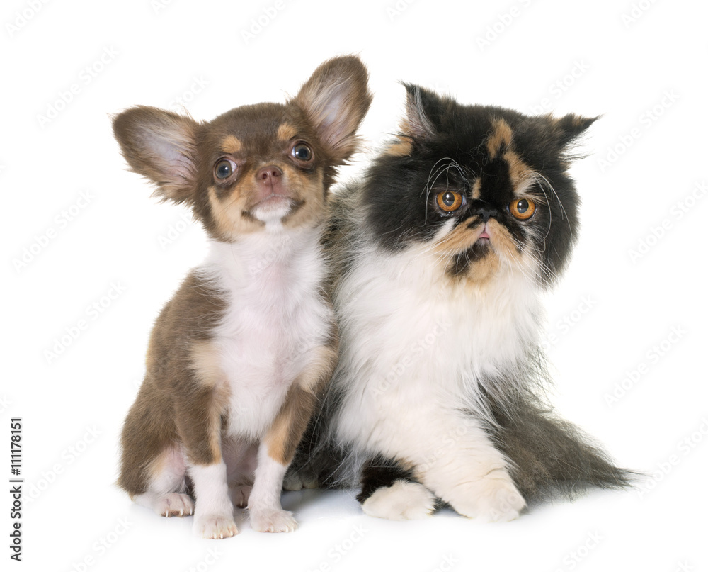 tricolor persian cat and chihuahua