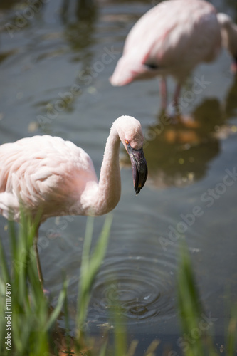 Flamingo im Wasser