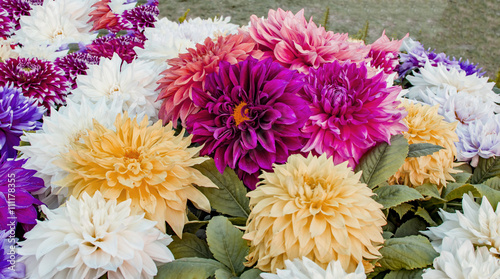 Fotografie Various dahlias