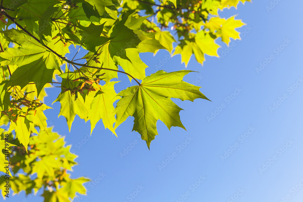 Green maple leaves over blue sky background Green maple leaves over blue sky background