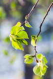 Fresh new green tree leaves in spring