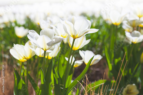 White tulip flowers under bright sunlight