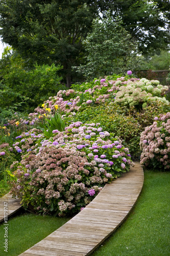 Hydrangea in a garden